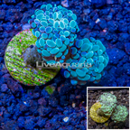 LiveAquaria® Cultured Hammer Coral (click for more detail)