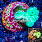 LiveAquaria® Cultured Green Cabbage Leather Coral (click for more detail)