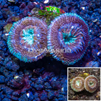 LiveAquaria® Cultured Acan Lord Coral (click for more detail)