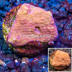 LiveAquaria® Cultured Ultra Chalice Coral (click for more detail)