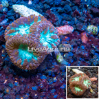 LiveAquaria® Cultured Blastomussa Coral (click for more detail)