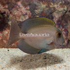 Orange Stripe Bristletooth Tang  (click for more detail)