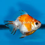 Oranda Goldfish (click for more detail)