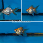 Oranda Goldfish, Trio (click for more detail)