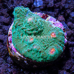 LiveAquaria® Oregon Mummy Eye Chalice Coral (click for more detail)