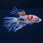 Koi Crowntail Betta, Male (click for more detail)