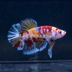 Giant Nemo Koi Plakat Halfmoon Betta, Male (click for more detail)