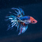 Marble Crowntail Betta, Male (click for more detail)