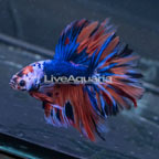 Stars and Stripes Halfmoon Betta, Male (click for more detail)