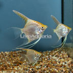 LiveAquaria® Captive-Bred Gold Angelfish, Trio (click for more detail)