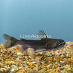 Ogre Gulper Catfish (click for more detail)