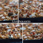 LiveAquaria® Captive-Bred Crystal Red Shrimp (G5) (click for more detail)