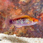 Multicolor Lubbock's Fairy Wrasse (click for more detail)