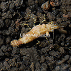 Saron Shrimp (click for more detail)