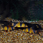 Clown Loach (Group of 3) (click for more detail)