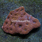 Aussie Acan Brain Coral  (click for more detail)