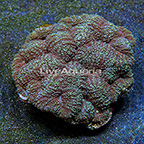 Symphyllia Brain Coral Indonesia (click for more detail)