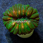 Button Coral Indonesia (click for more detail)