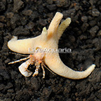 Staghorn Hermit Crab EXPERT ONLY (click for more detail)