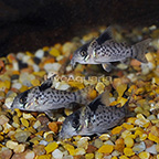 Spotted Cory Catfish (Group of 3) (click for more detail)