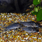 Napoensis Cory Catfish (Group of 3) (click for more detail)