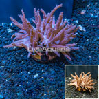 Tree Coral Indonesia (click for more detail)