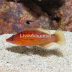 Eight Lined Wrasse (click for more detail)