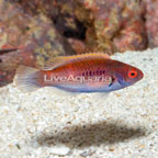Bluehead Fairy Wrasse, Female (click for more detail)