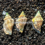 Florida Fighting Conch (3-Lot) (click for more detail)
