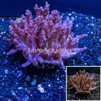 Tree Coral Indonesia (click for more detail)
