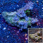Xenia Coral Indonesia (click for more detail)