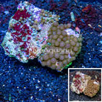 Zoanthus Coral Indonesia (click for more detail)