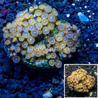 Zoanthus Coral Indonesia (click for more detail)
