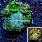 Mushroom Coral Indonesia (click for more detail)
