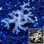 Sinularia Leather Coral Vietnam (click for more detail)