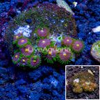 Zoanthus Coral Indonesia (click for more detail)