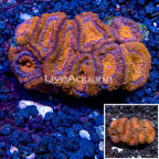 Acan Lord Coral Australia (click for more detail)