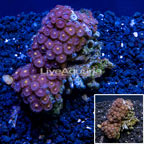 Zoanthus Coral Vietnam (click for more detail)