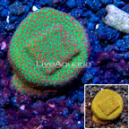 USA Cultured Screamin Demon Porites Coral (click for more detail)
