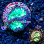 LiveAquaria® Cultured Blastomussa Coral (click for more detail)