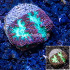 LiveAquaria® Cultured Blastomussa Coral (click for more detail)