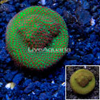 USA Cultured Screamin Demon Porites Coral (click for more detail)