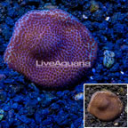 LiveAquaria® Cultured Montipora Coral (click for more detail)