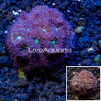 LiveAquaria® Cultured Blastomussa Coral (click for more detail)