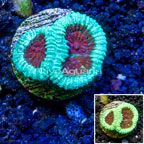 LiveAquaria® Cultured Goniastrea Brain Coral (click for more detail)
