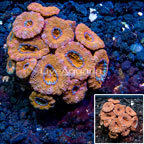 LiveAquaria® Cultured Acan Lord Coral (click for more detail)