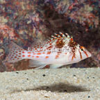 Falco Hawkfish (click for more detail)