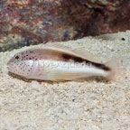 Freckled Hawkfish (click for more detail)