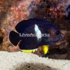 Keyhole Angelfish (click for more detail)