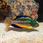 Scott's Fairy Wrasse  (click for more detail)